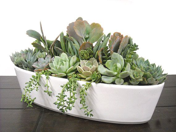 Terrarium Collection